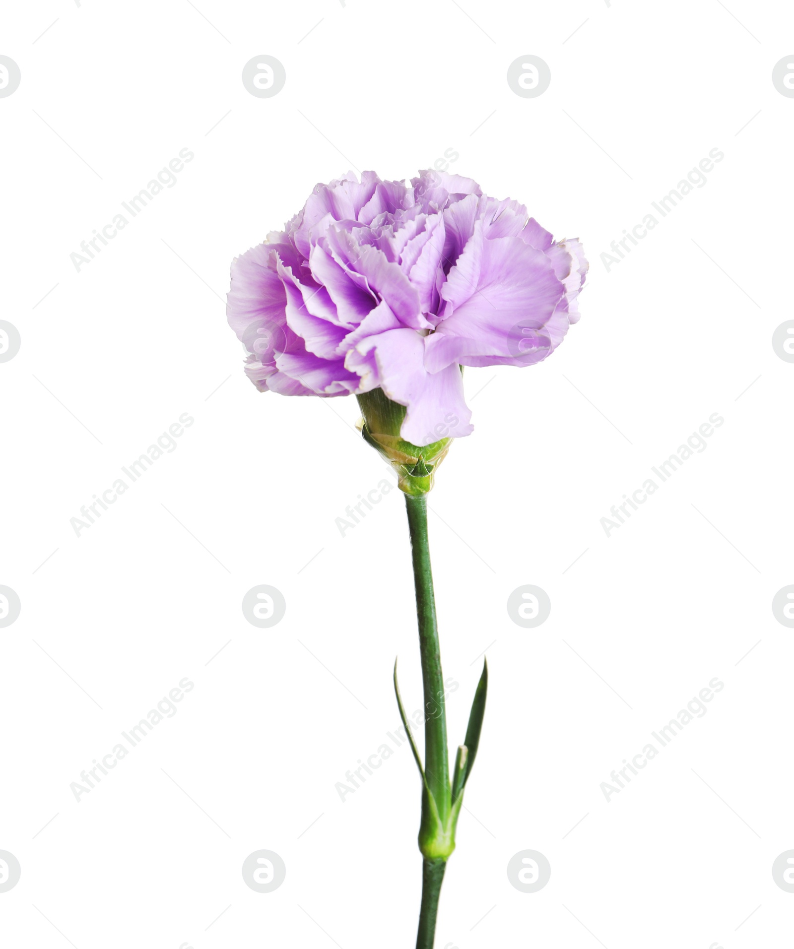 Photo of Beautiful blooming violet carnation on white background