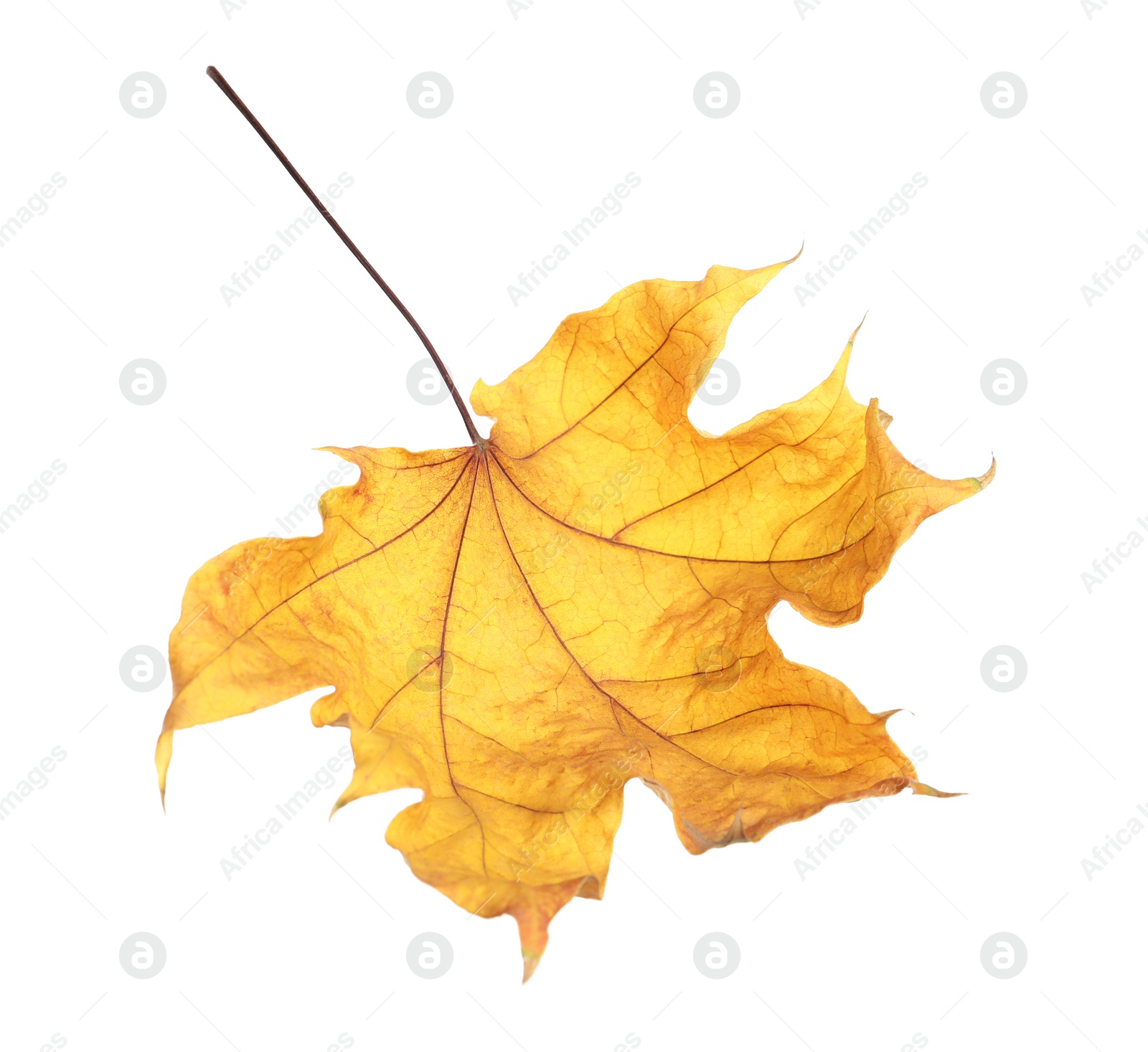 Photo of Beautiful autumn leaf on white background. Fall foliage