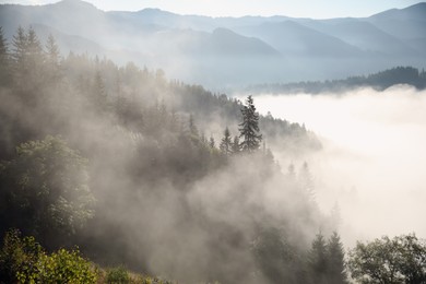 Photo of Picturesque view of foggy forest. Beautiful mountain landscape