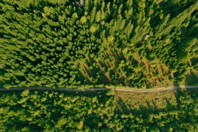 Aerial view of dirt road among green trees. Drone photography