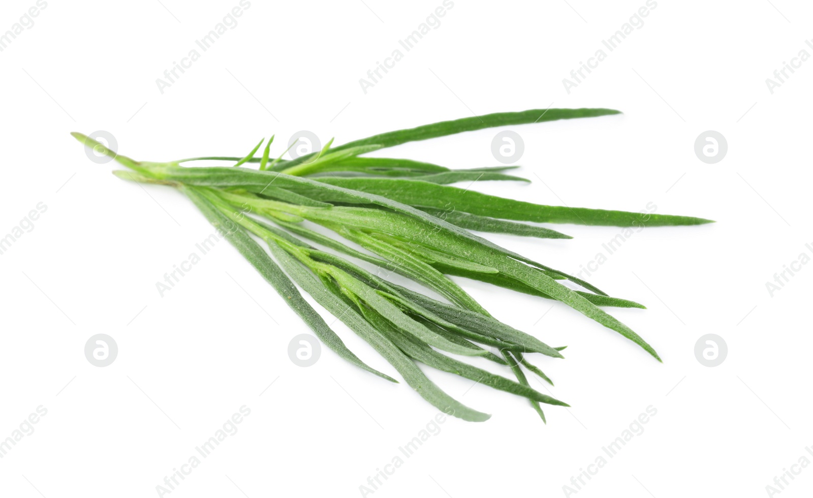 Photo of Sprigs of fresh tarragon on white background