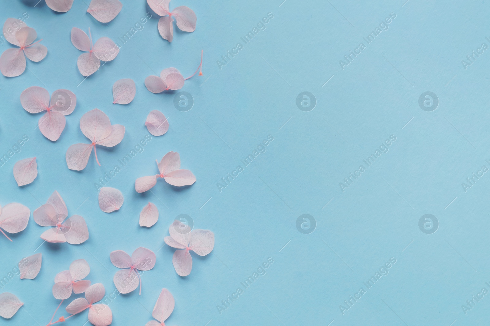 Photo of Flat lay composition with beautiful hortensia flowers on light blue background. Space for text