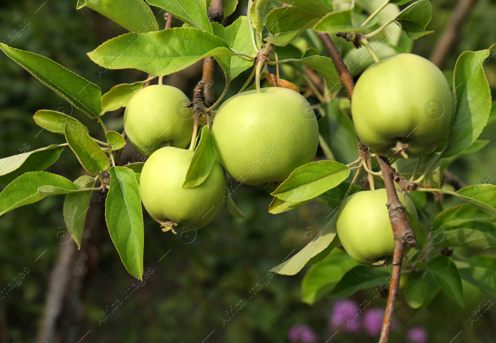 Photo of Green apples and leaves on tree branches in garden