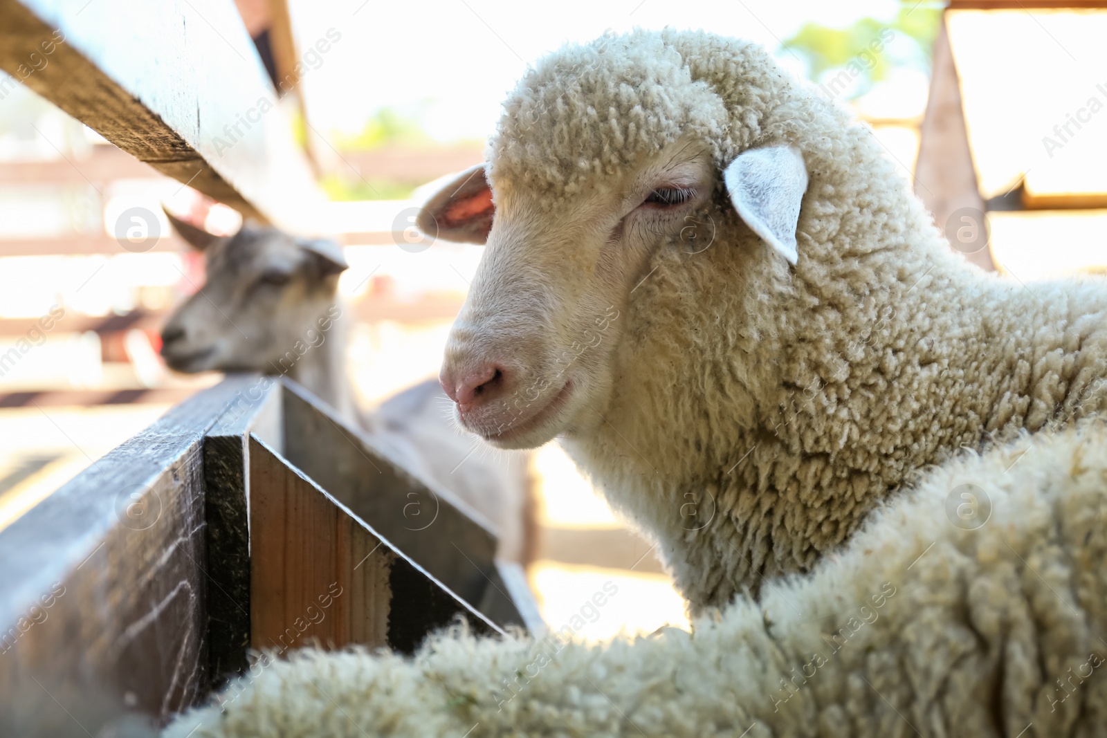 Photo of Cute funny sheep on farm, closeup. Animal husbandry