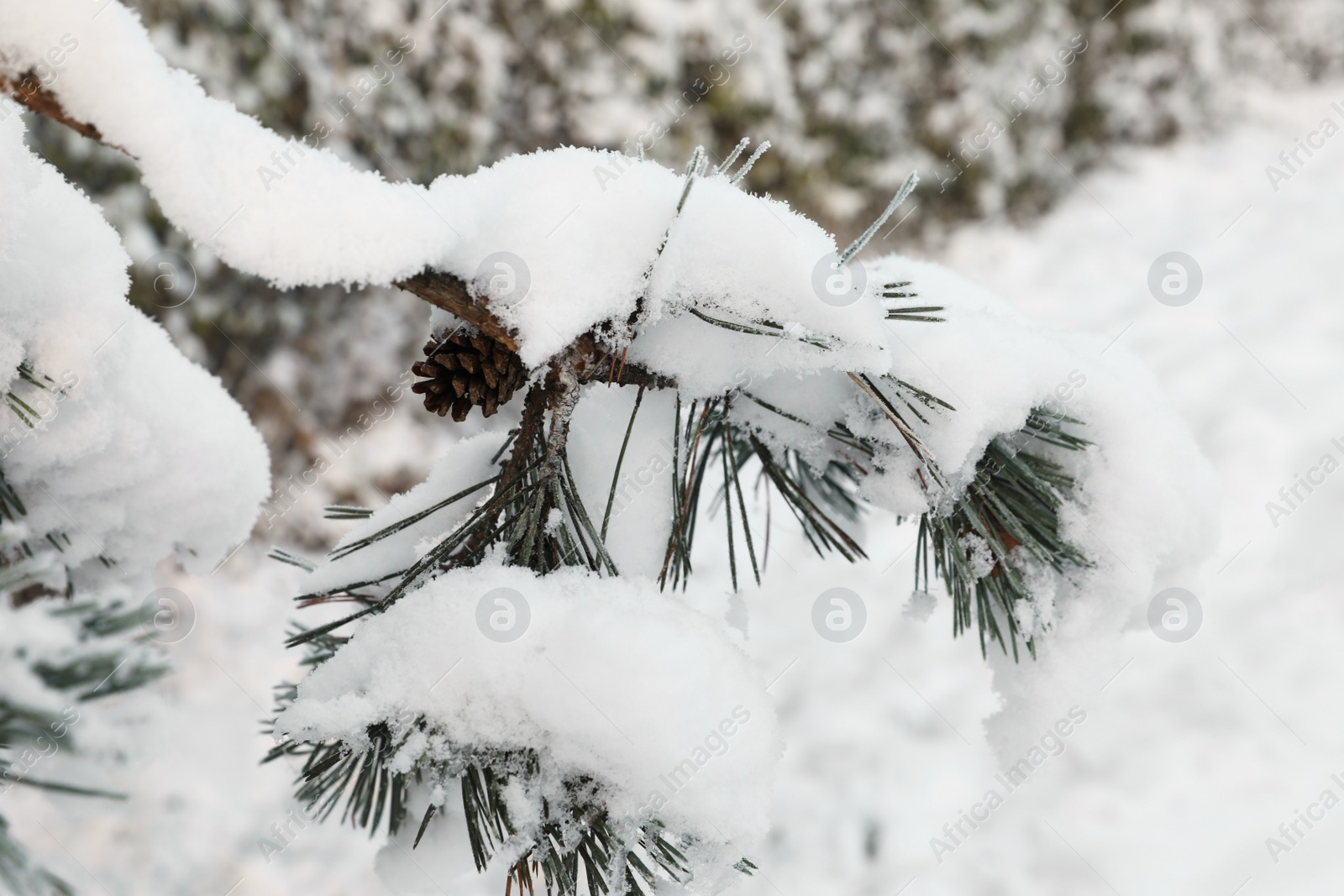 Photo of Fir branches covered with snow in winter morning, closeup