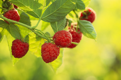 Photo of Raspberry bush with tasty ripe berries in garden, closeup