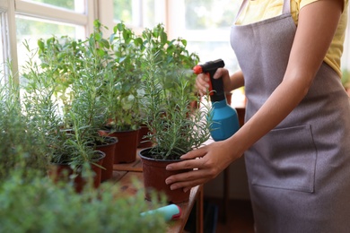 Young woman sprinkling home plants at wooden table indoors, closeup