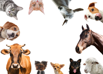 Collage with horse and other pets on white background