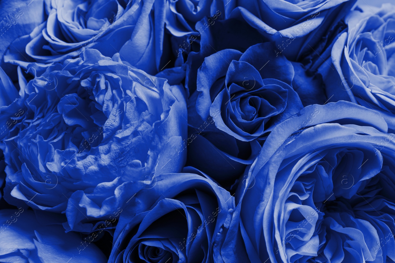 Image of Beautiful fresh blue roses as background, closeup. Floral decor