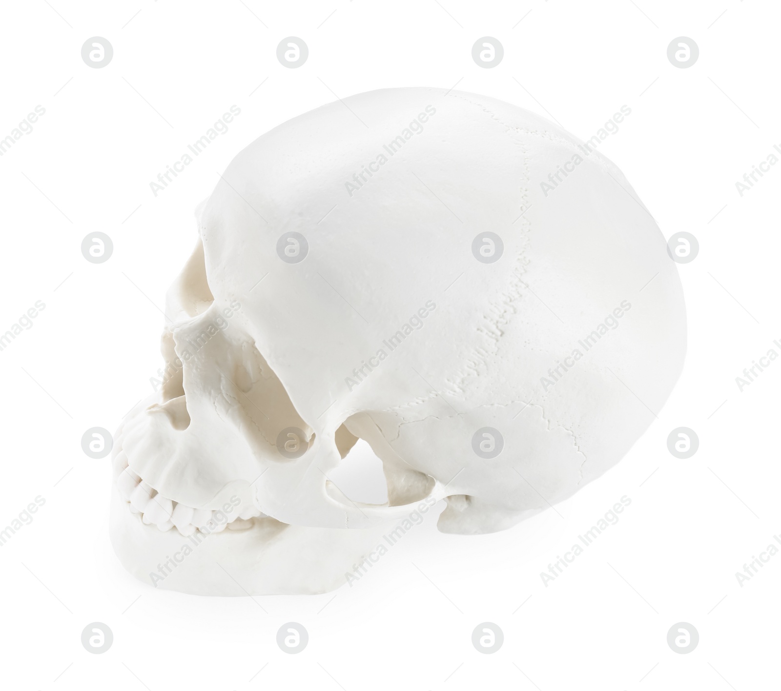 Photo of Human skull with teeth isolated on white