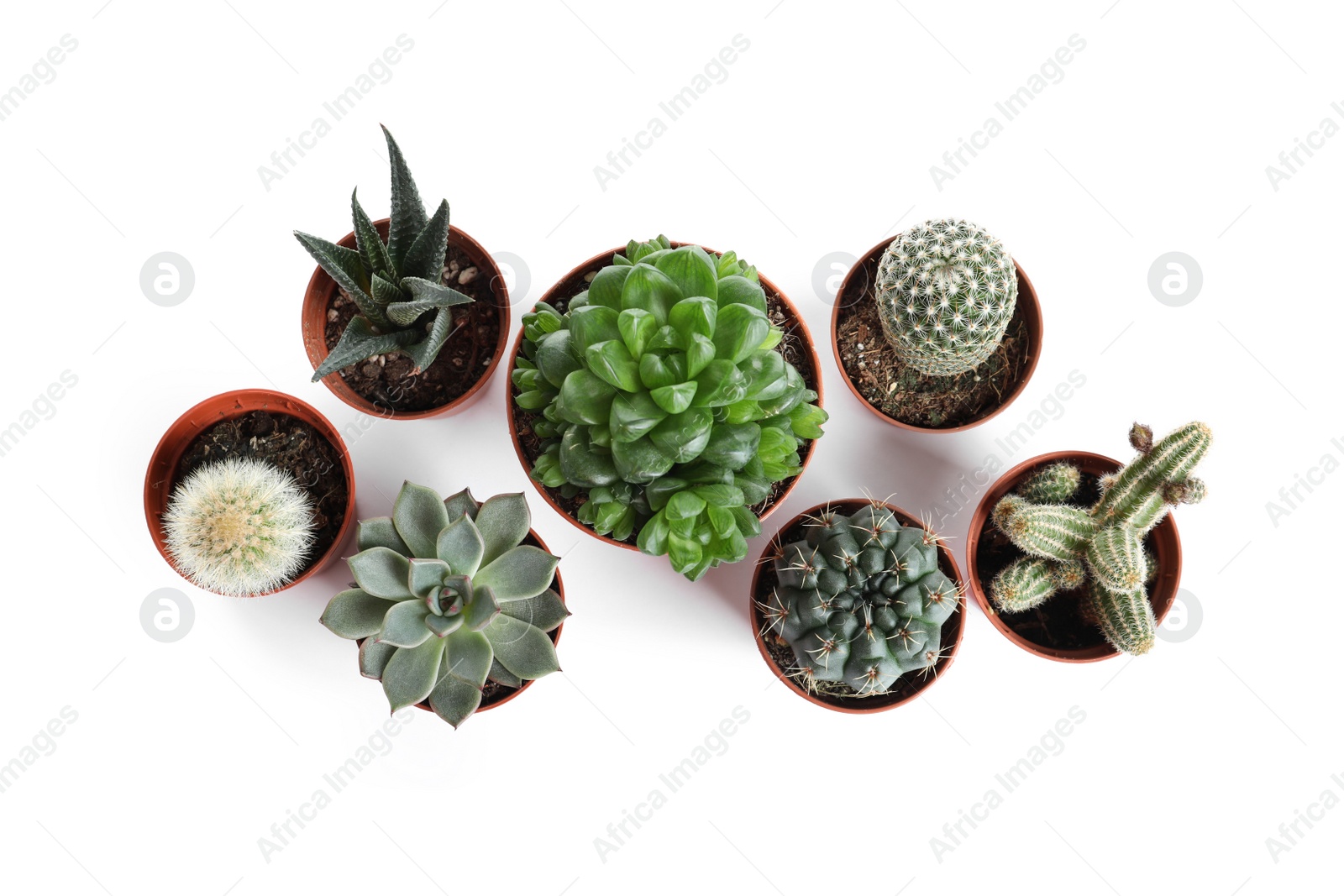 Photo of Different succulent plants in pots isolated on white, top view. Home decor