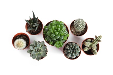 Photo of Different succulent plants in pots isolated on white, top view. Home decor