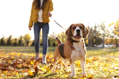 Photo of Woman walking her cute Beagle dog in autumn park