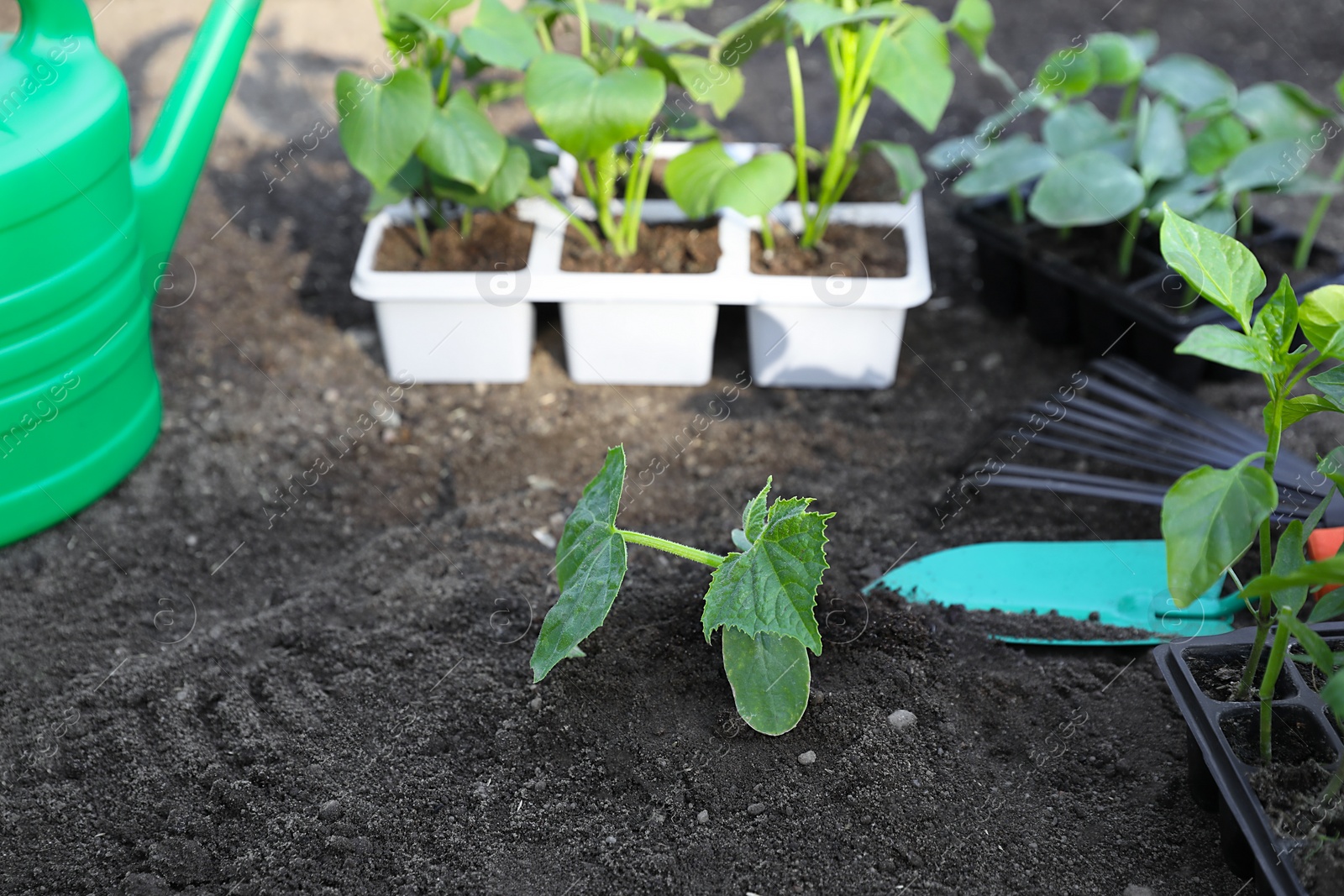 Photo of Young green seedling in soil and gardening tools outdoors