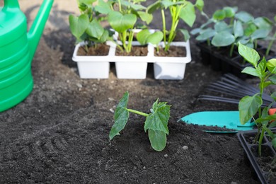 Photo of Young green seedling in soil and gardening tools outdoors