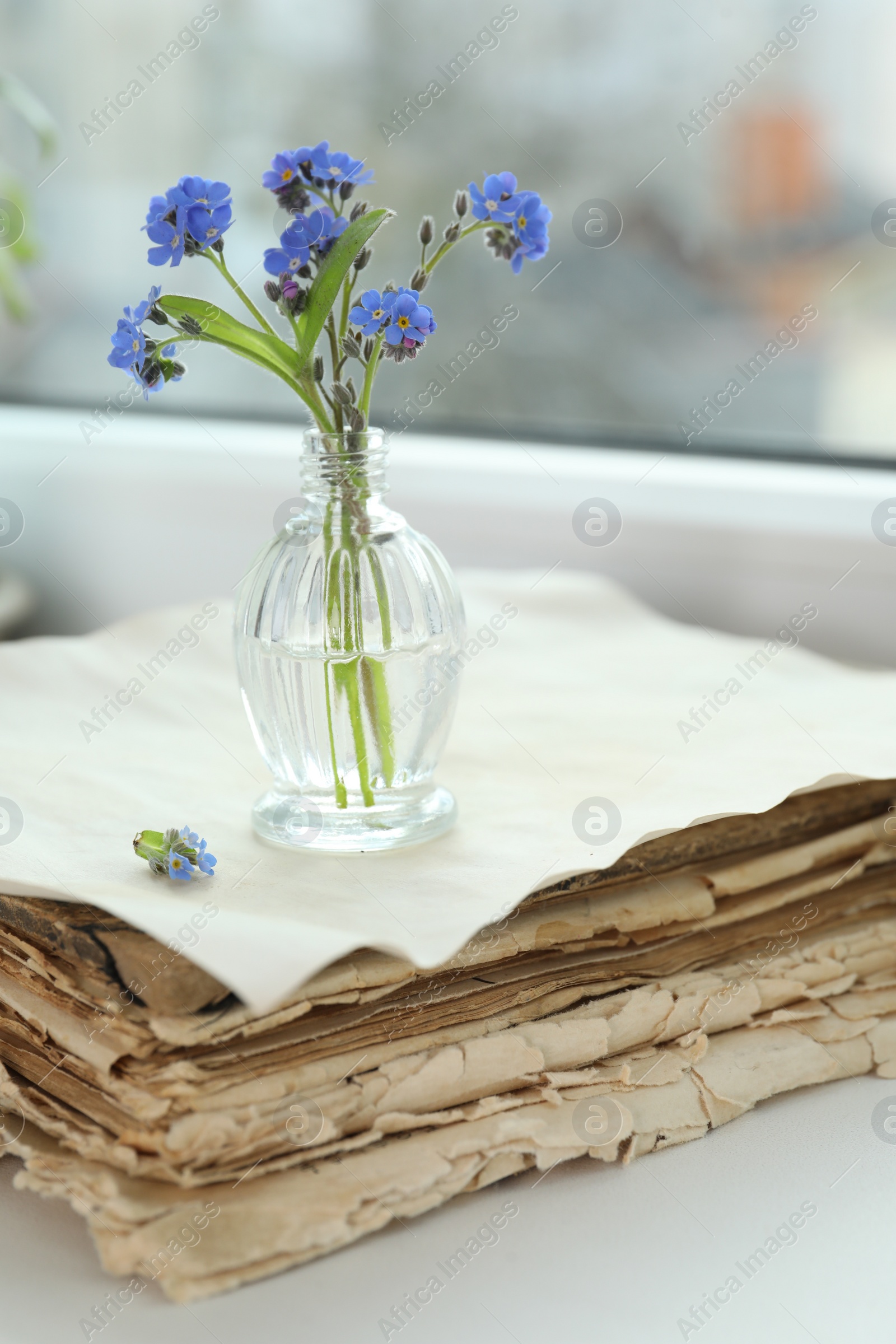 Photo of Beautiful blue forget-me-not flowers in glass bottle and stack of old paper on window sill