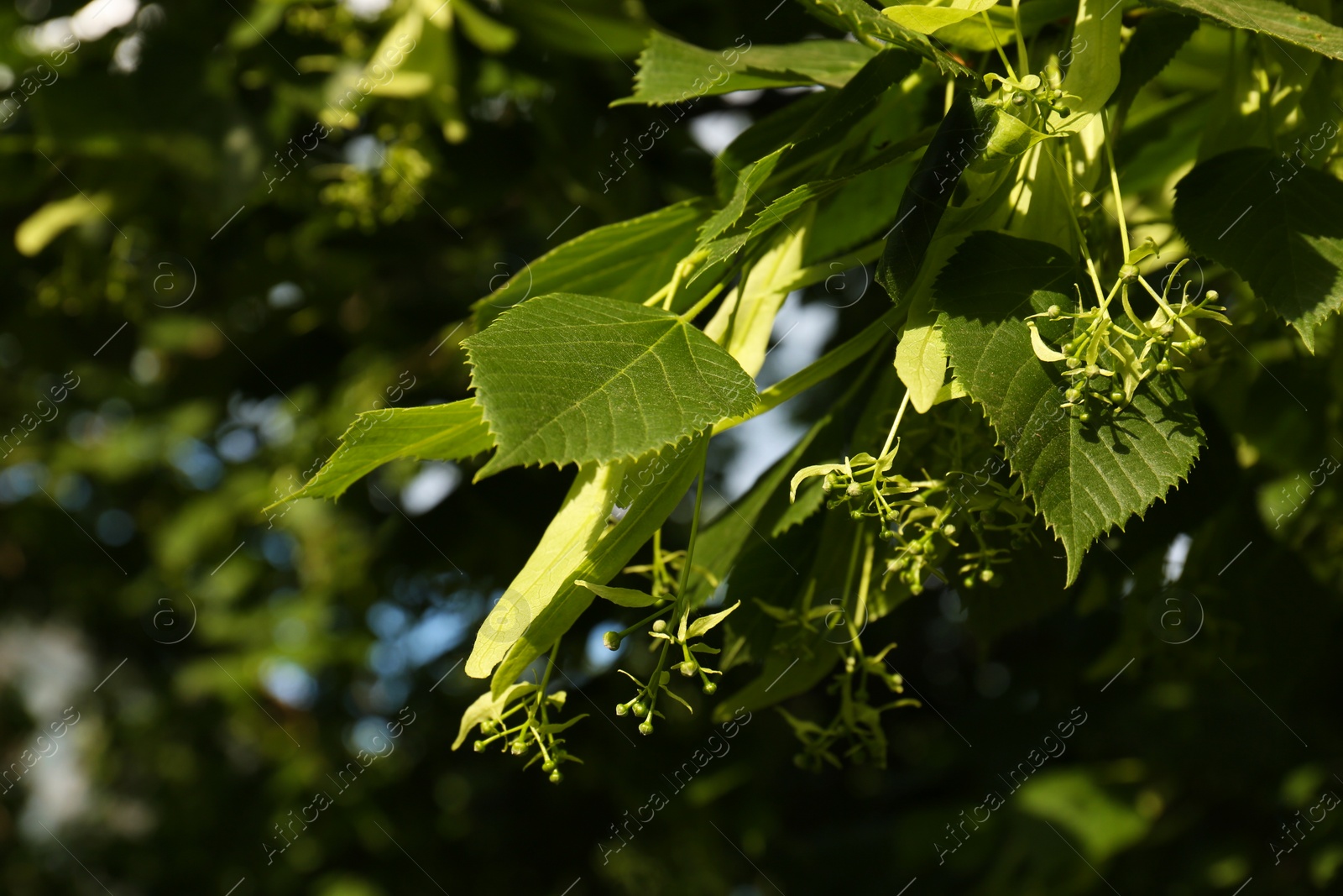 Photo of Closeup view of blossoming linden tree outdoors on sunny spring day