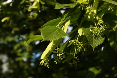 Photo of Closeup view of blossoming linden tree outdoors on sunny spring day