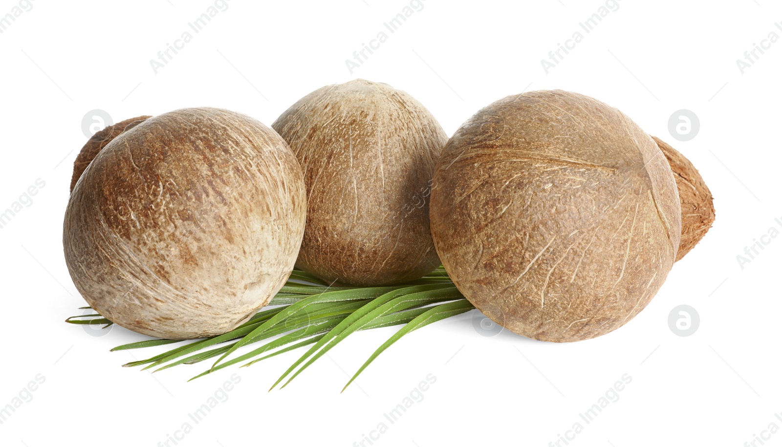 Photo of Ripe whole brown coconuts with leaves on white background