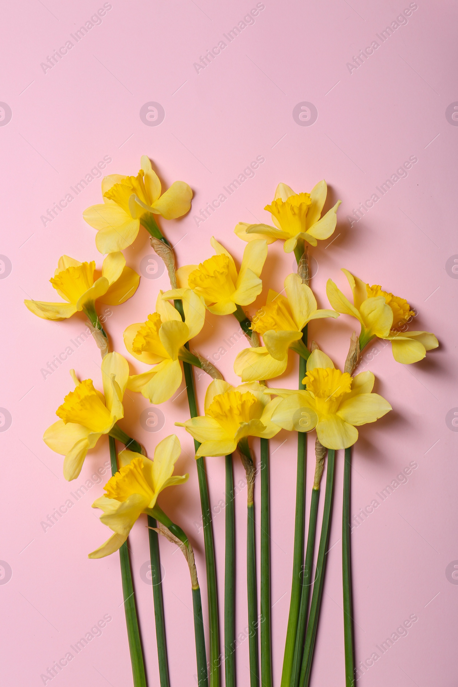 Photo of Beautiful yellow daffodils on pink background, flat lay