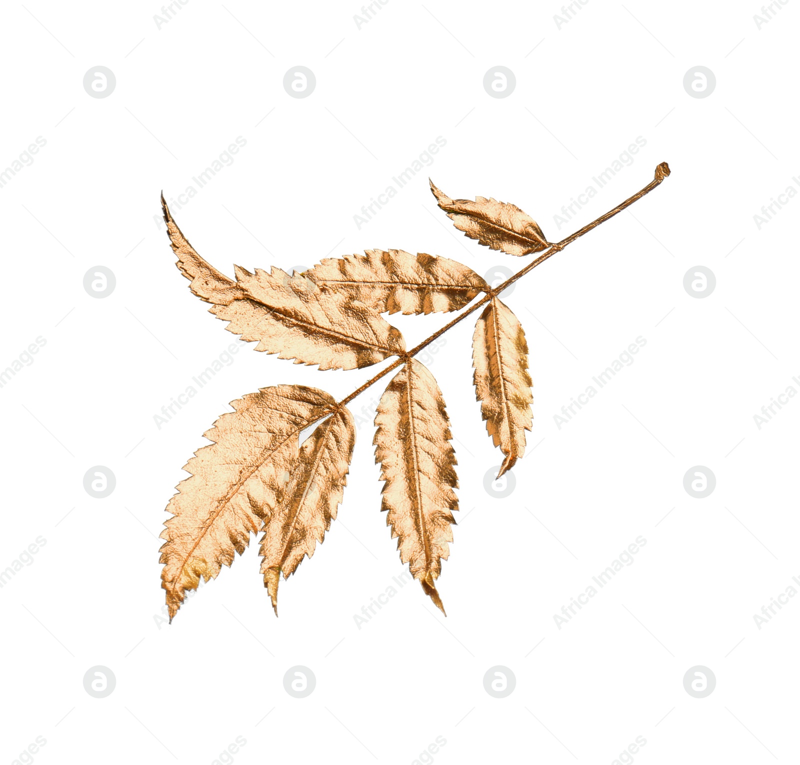 Photo of Twig of golden rowan leaves isolated on white. Autumn season