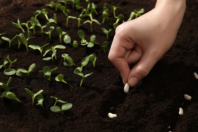 Photo of Woman planting beans into fertile soil, closeup. Vegetable seeds