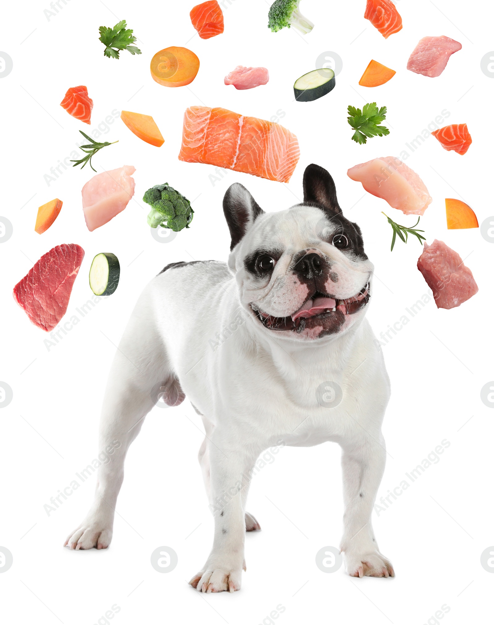 Image of Cute dog surrounded by fresh products rich in vitamins on white background. Healthy diet for pet