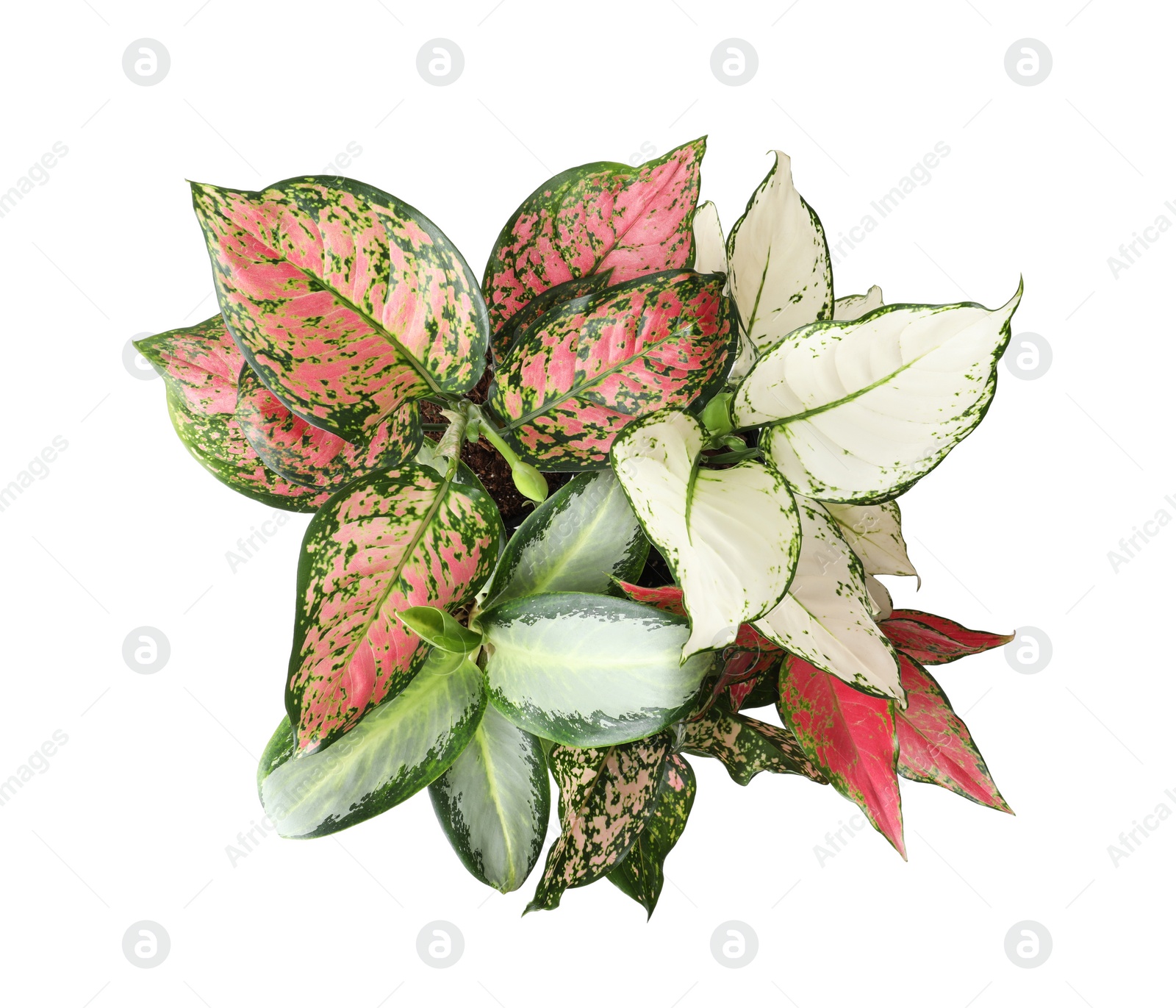 Photo of Beautiful Aglaonema plants isolated on white, top view. House decor