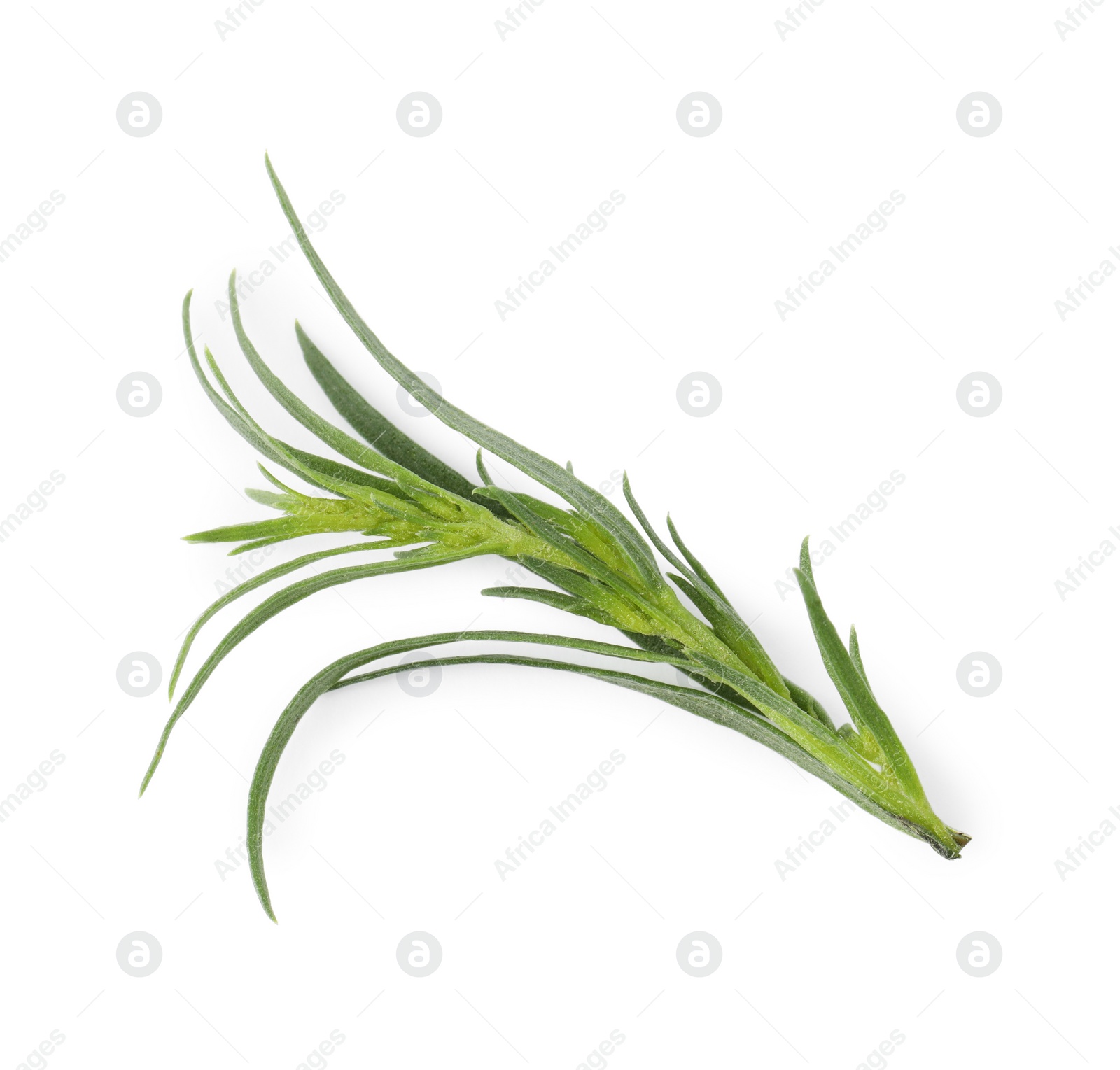 Photo of One sprig of fresh tarragon on white background, top view