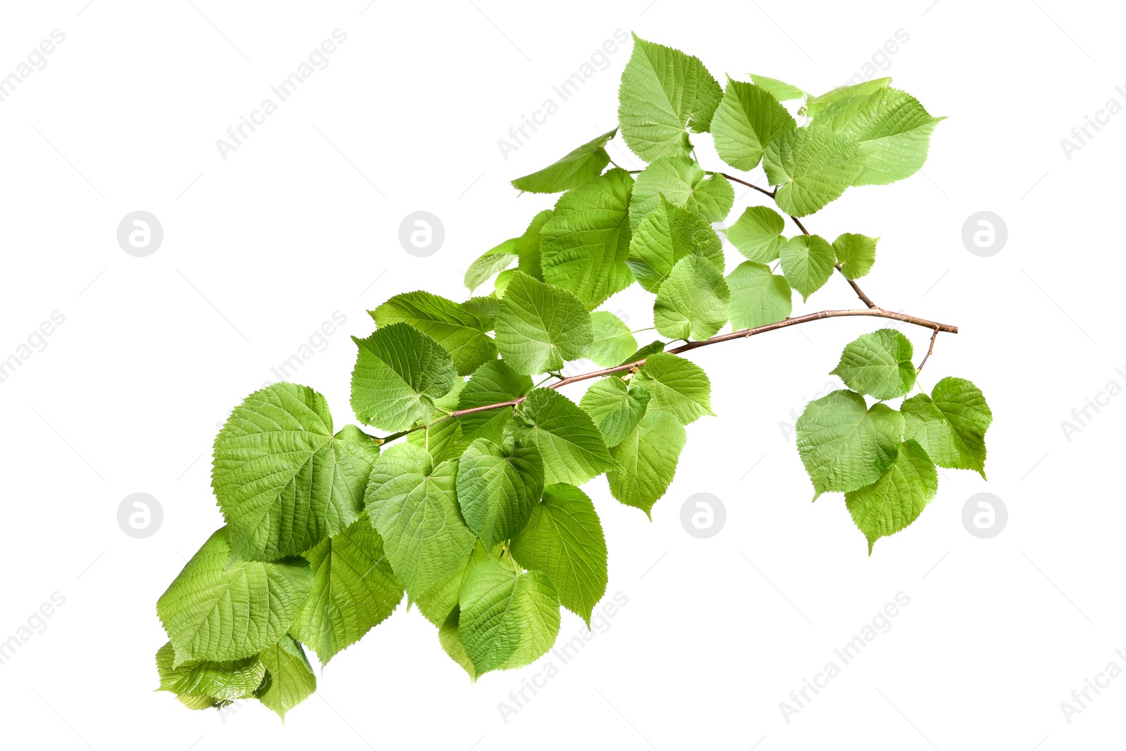 Photo of Branch of linden tree with young fresh green leaves isolated on white. Spring season