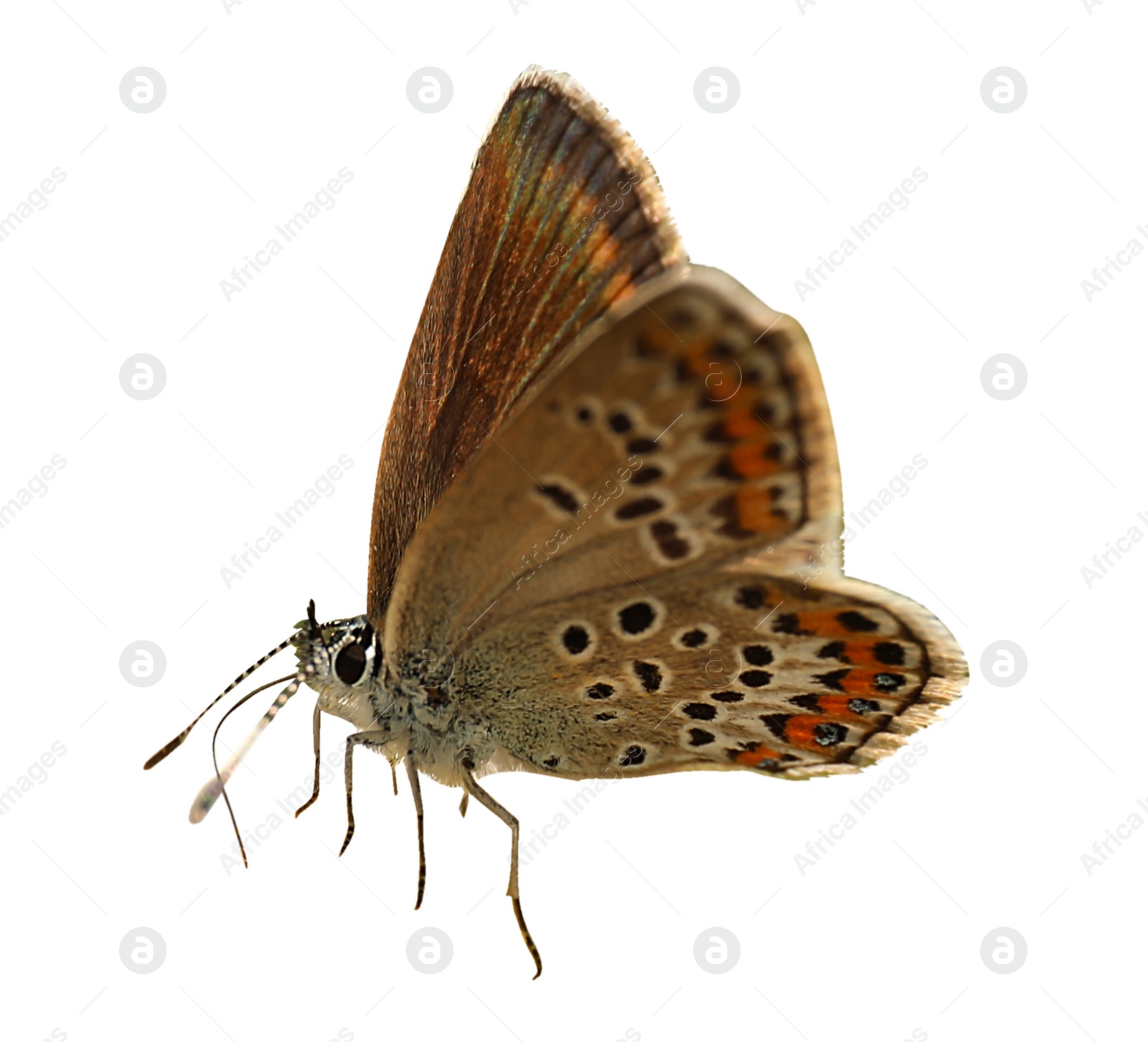 Image of Beautiful bright butterfly flying on white background