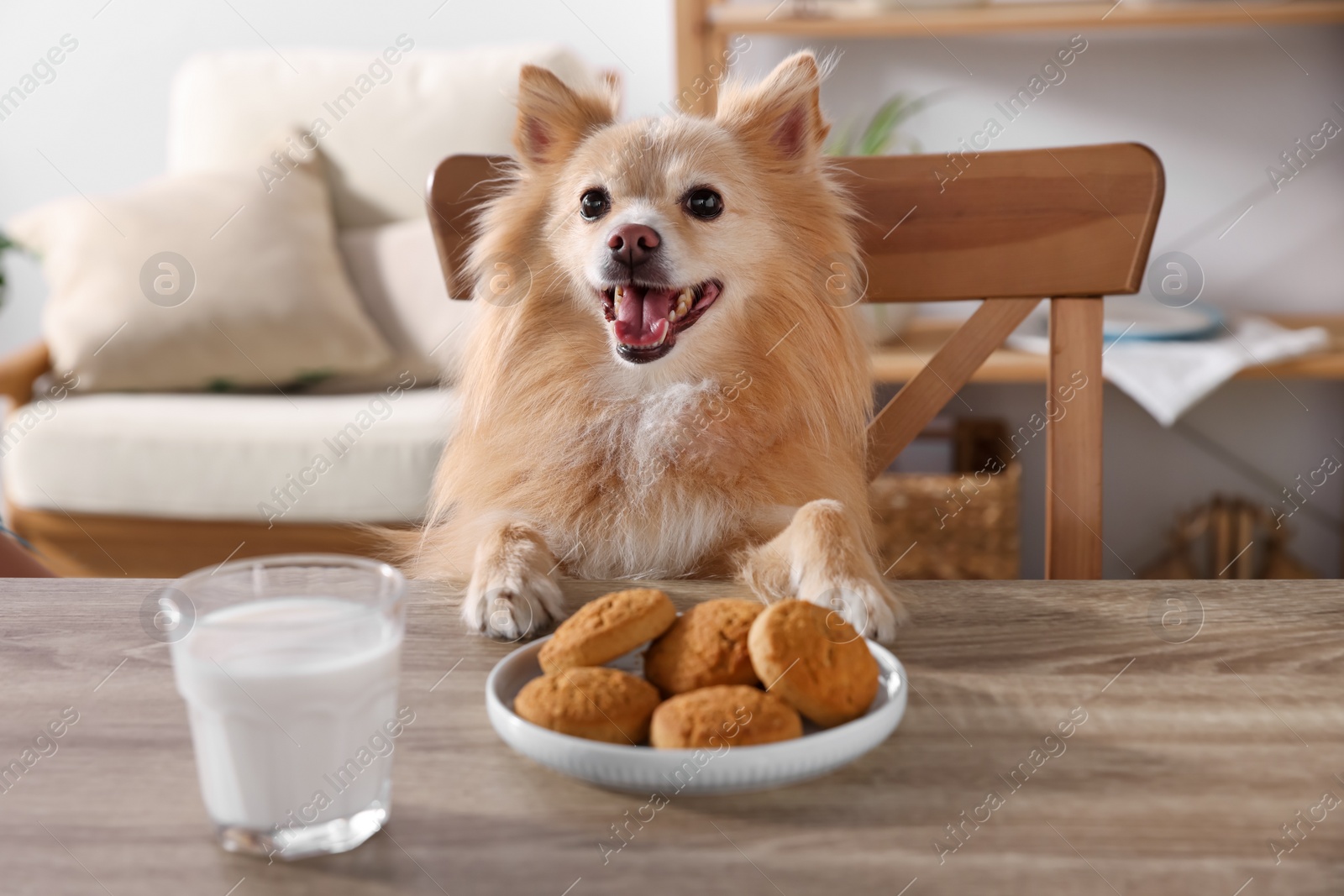 Photo of Cute Pomeranian spitz dog at table with cookies and milk indoors