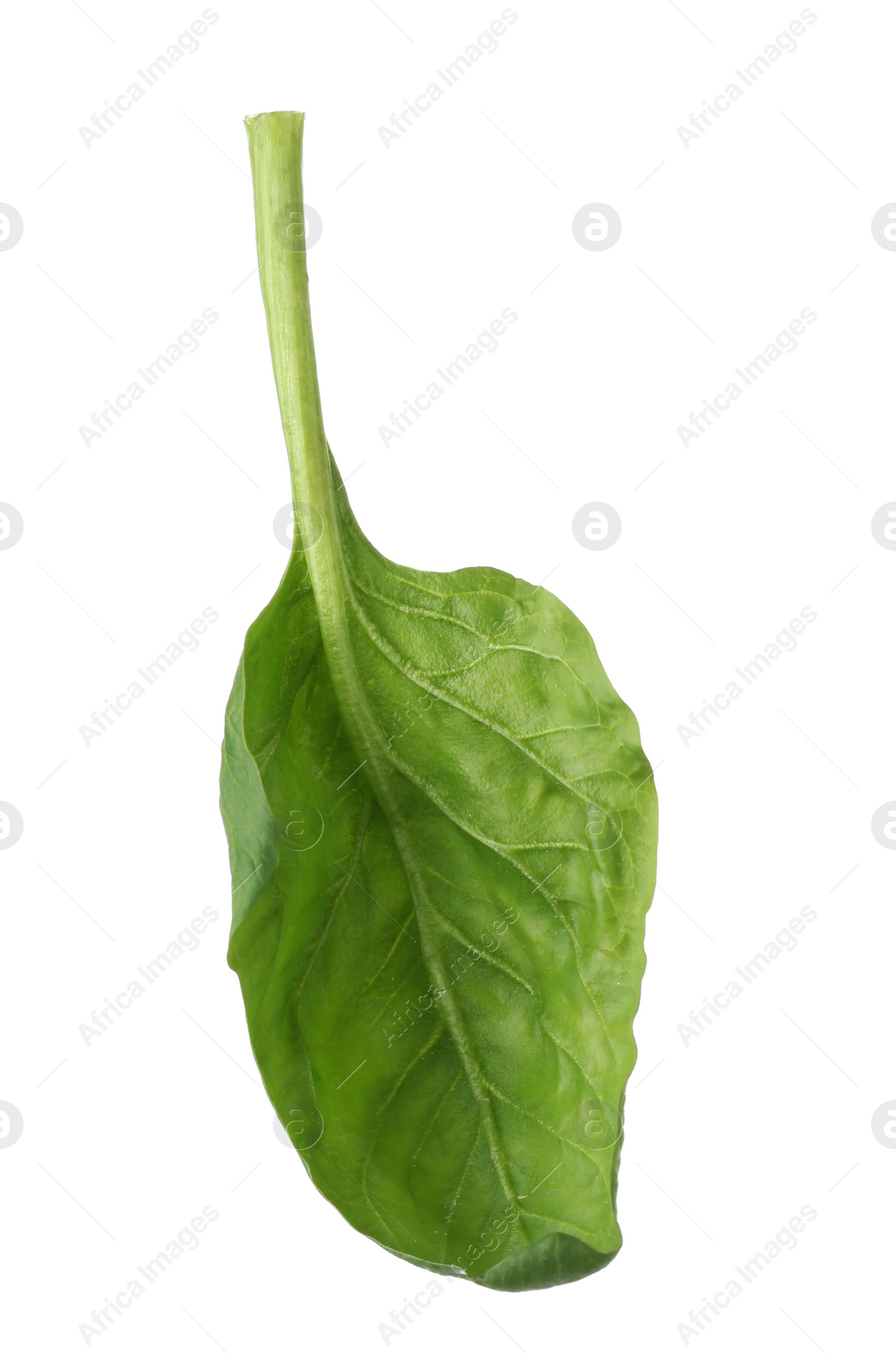 Photo of Fresh leaf of spinach isolated on white