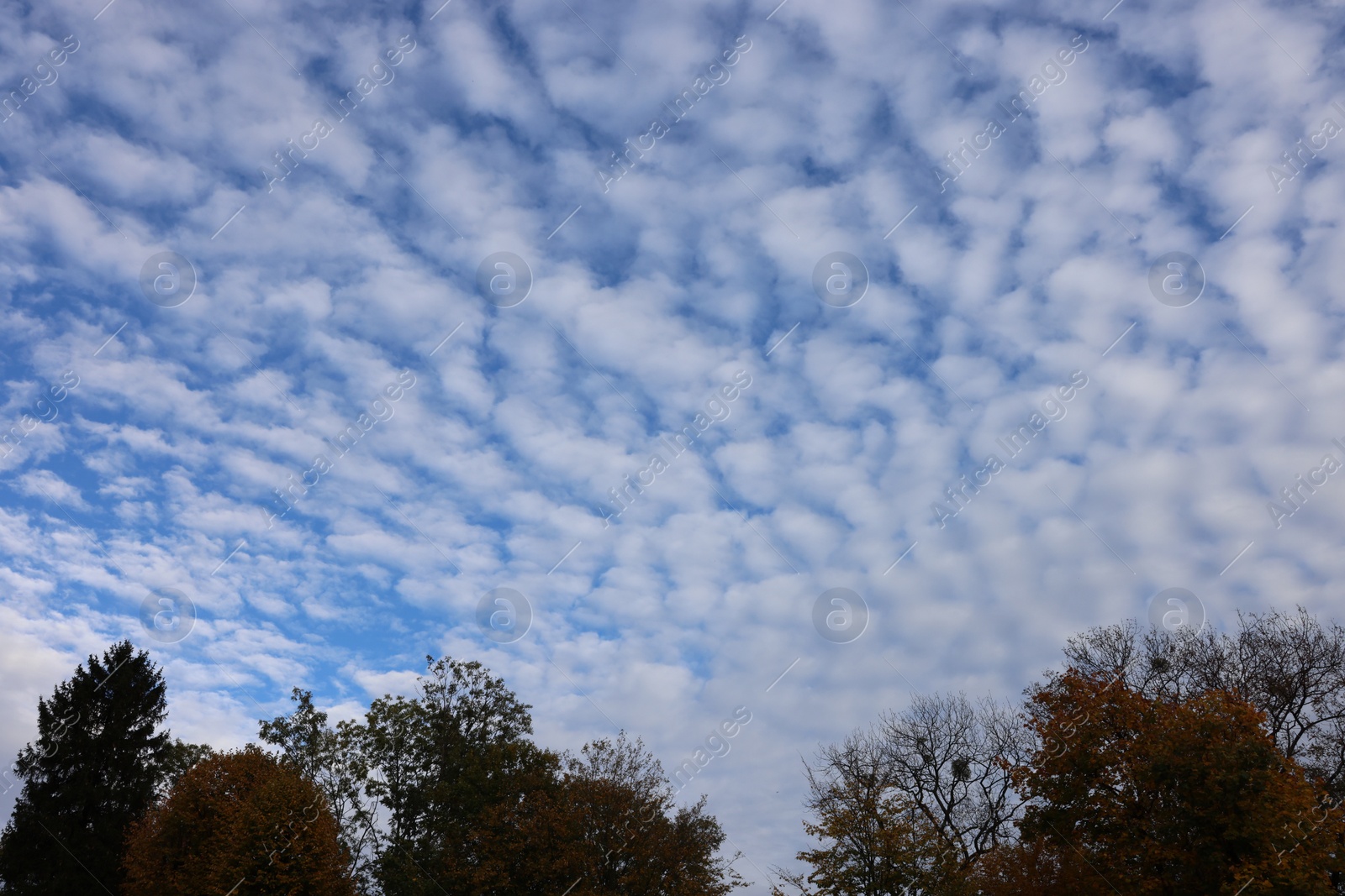 Photo of Picturesque view of trees and sky with fluffy clouds