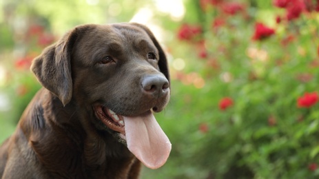 Funny Chocolate Labrador Retriever near flowers in green summer park