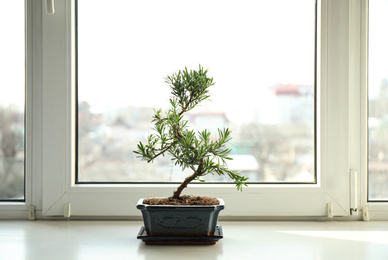 Photo of Japanese bonsai plant on windowsill indoors. Creating zen atmosphere at home