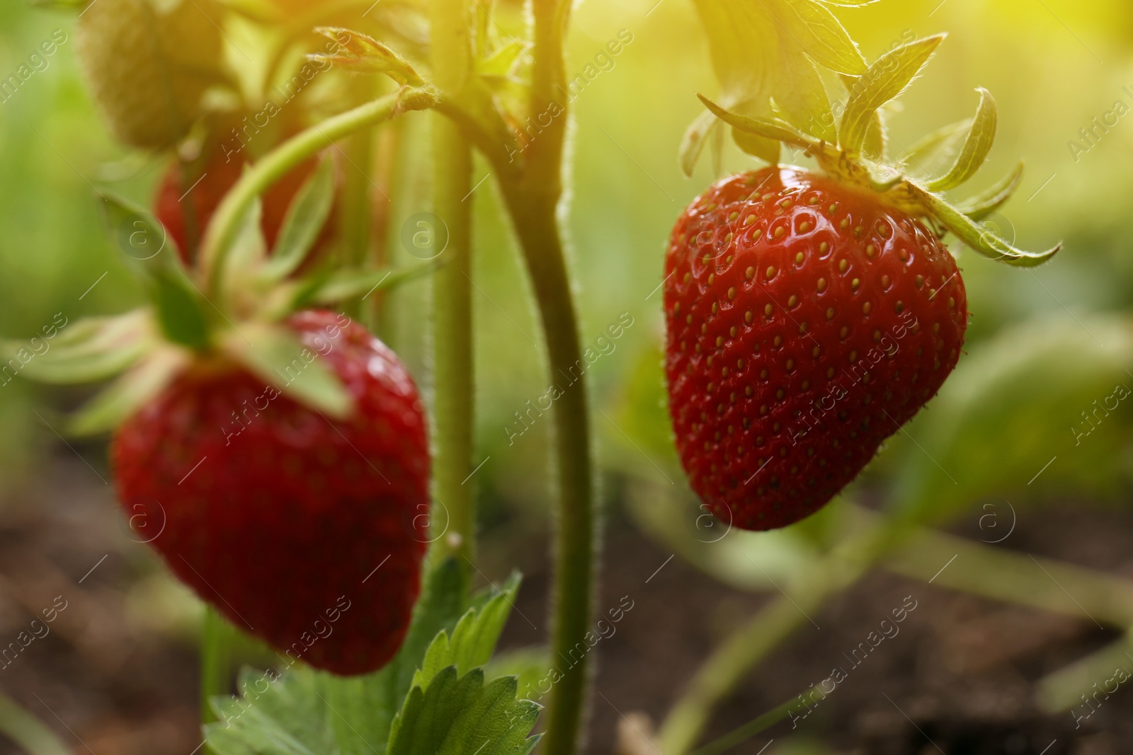 Photo of Strawberry plant with ripening berries growing in garden, closeup