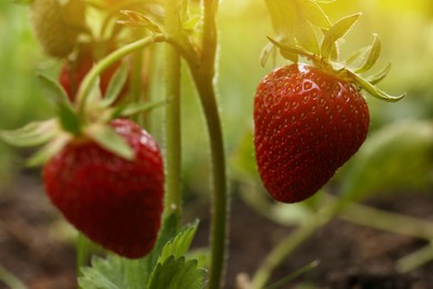 Photo of Strawberry plant with ripening berries growing in garden, closeup