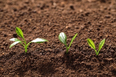 Photo of Fresh green seedlings growing in soil, space for text