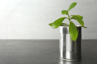 Beautiful houseplant in tin can on grey stone table, closeup. Space for text