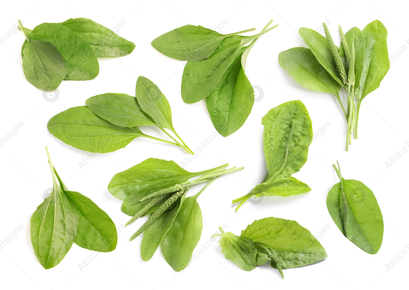 Image of Set with fresh broadleaf plantain plants on white background 