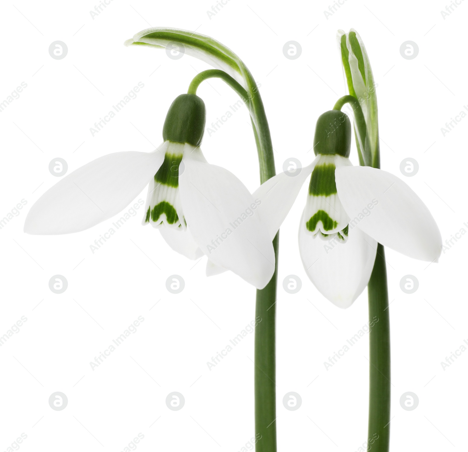 Photo of Beautiful snowdrops isolated on white. Spring flowers