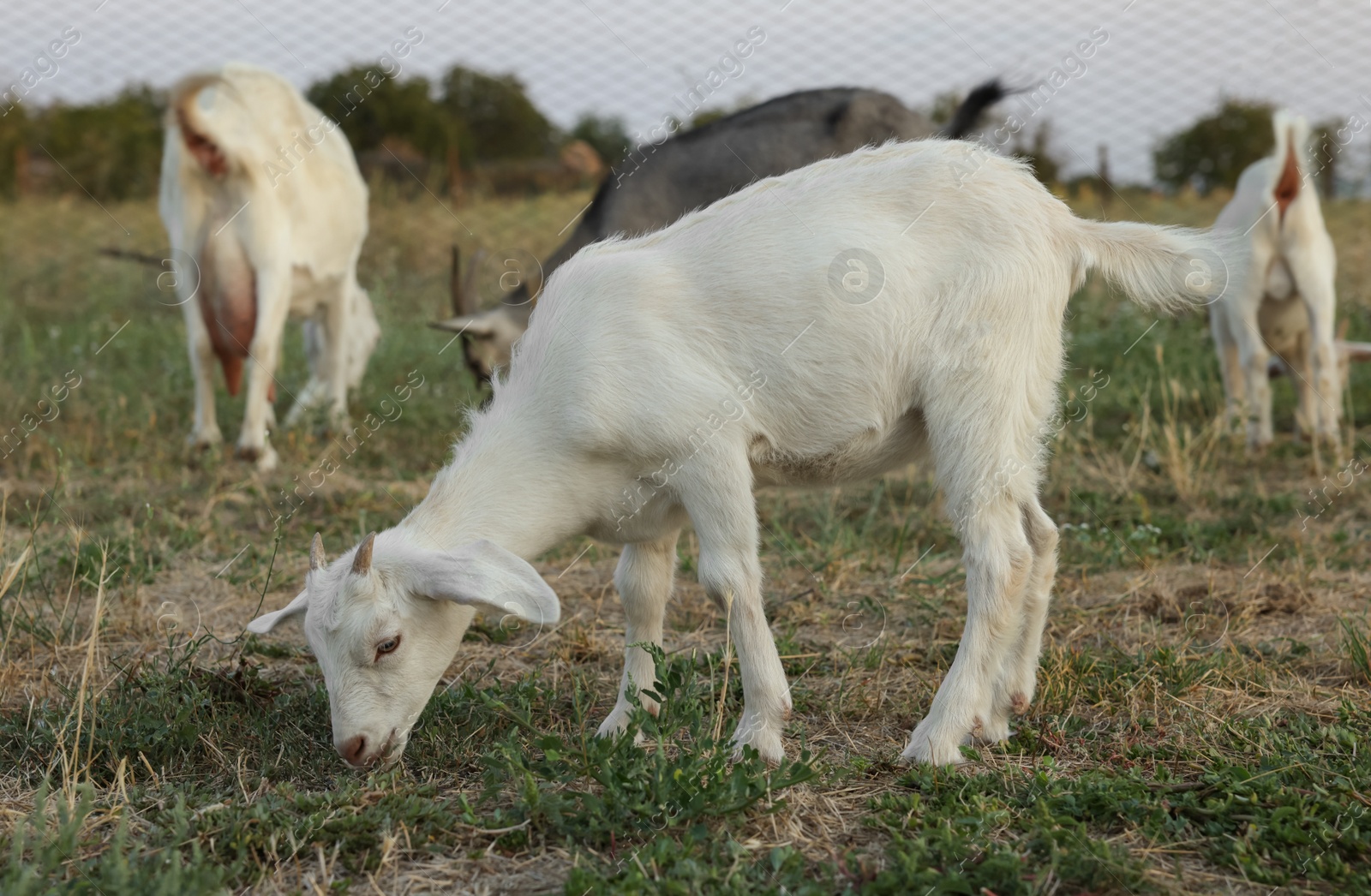 Photo of Cute goatling on pasture at farm. Baby animal