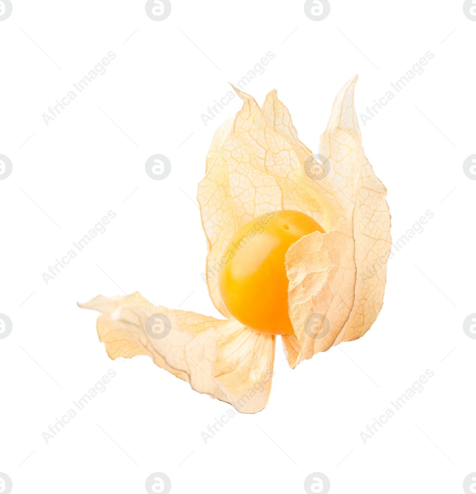 Photo of Ripe physalis fruit with calyx isolated on white