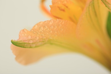 Beautiful flower with water drops on light background, macro view
