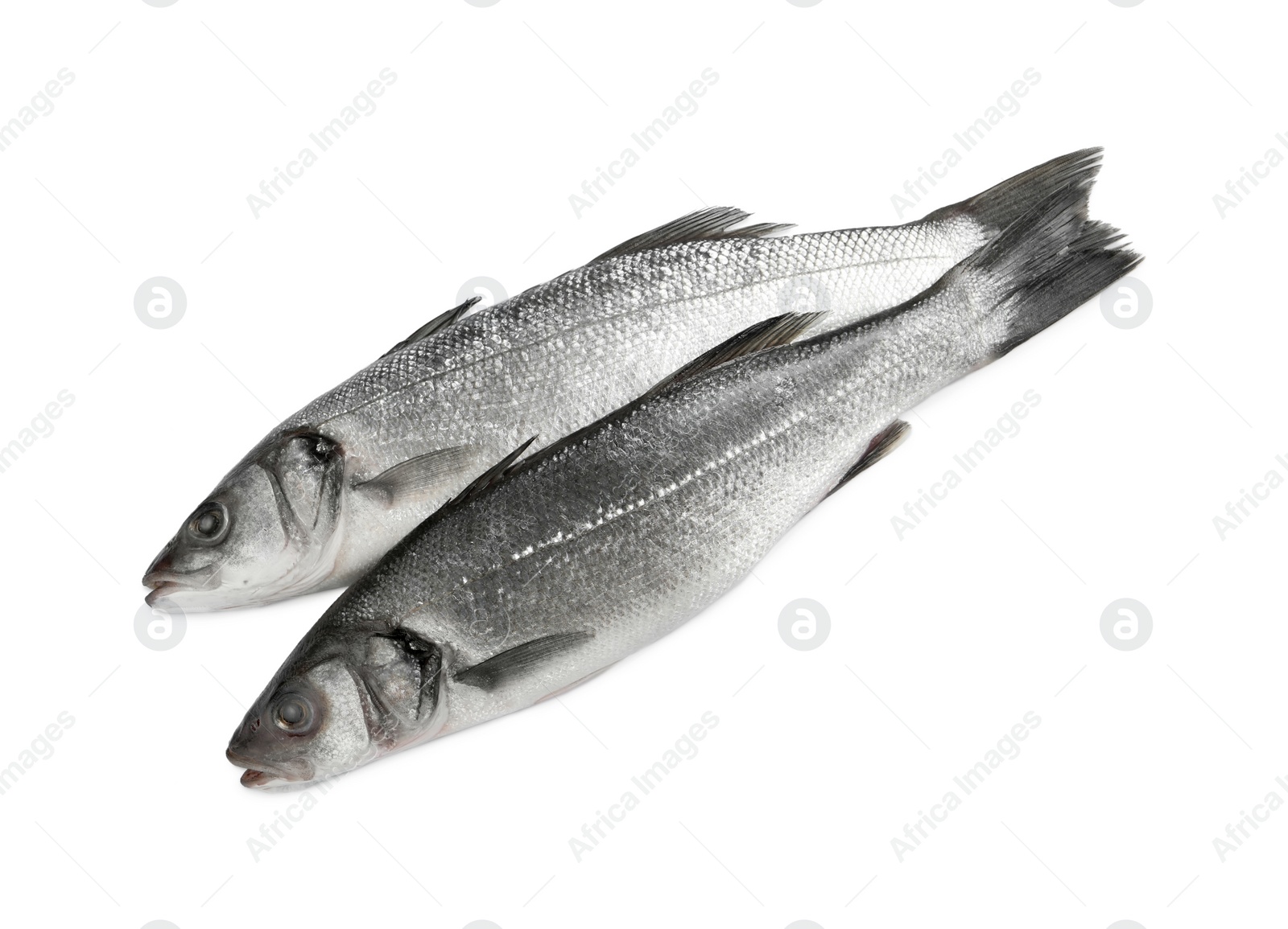 Photo of Fresh sea bass fish on white background, top view