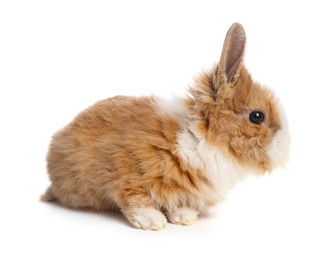 Photo of Cute fluffy pet rabbit isolated on white