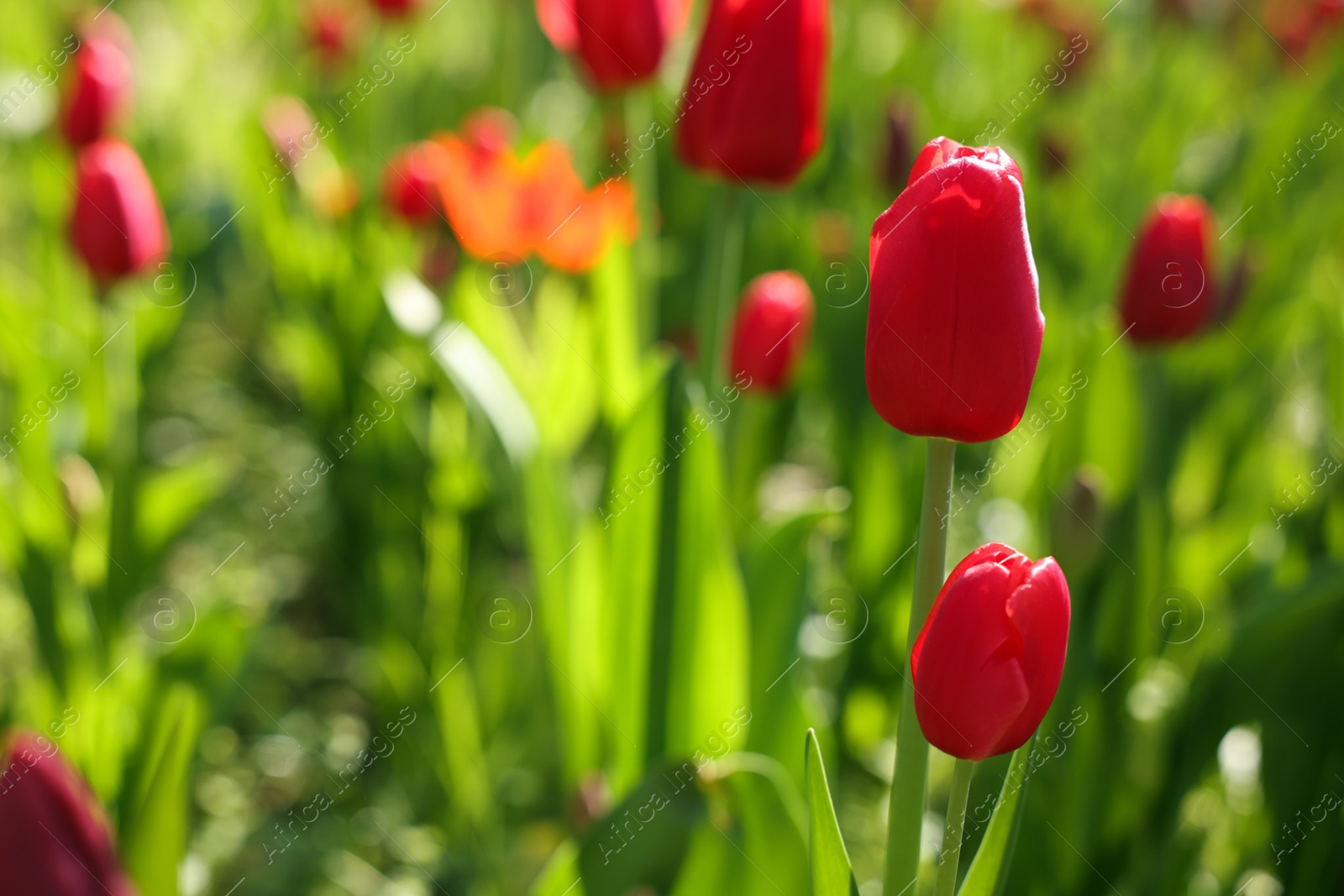 Photo of Beautiful red tulips growing outdoors on sunny day, closeup. Space for text