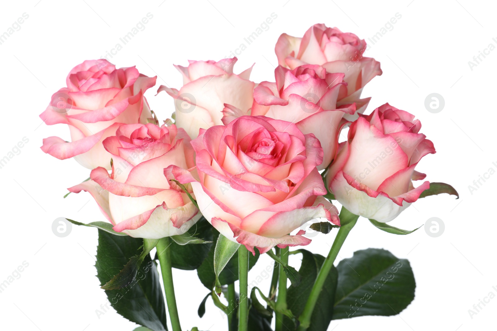 Photo of Bouquet of beautiful pink roses on white background, closeup