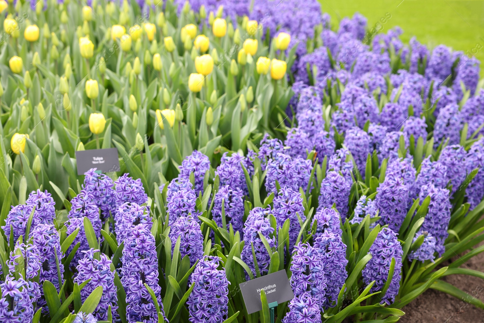 Photo of Beautiful hyacinth and tulip flowers growing outdoors